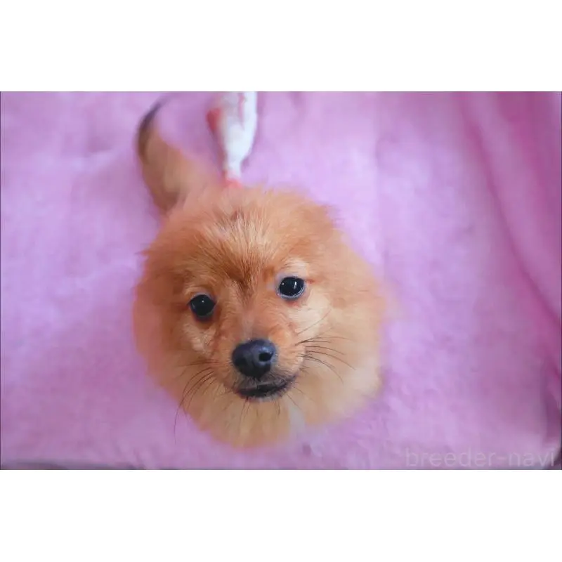 販売中の神奈川県のポメラニアン-453769の9枚目