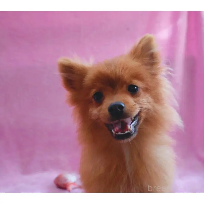 販売中の神奈川県のポメラニアン-453769の8枚目