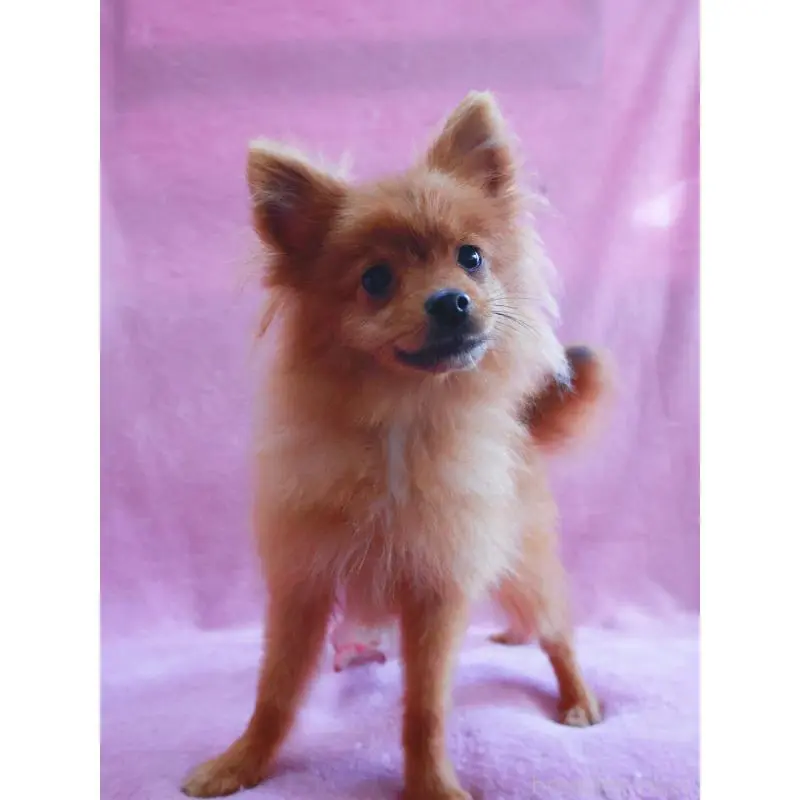 販売中の神奈川県のポメラニアン-453769の7枚目