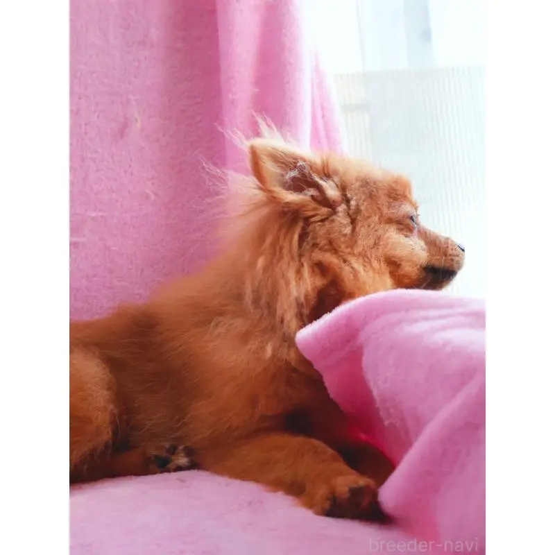 販売中の神奈川県のポメラニアン-453769の6枚目