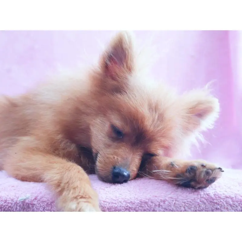 販売中の神奈川県のポメラニアン-453769の5枚目