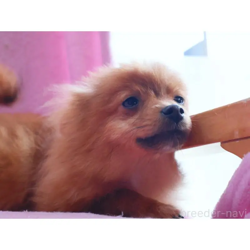 販売中の神奈川県のポメラニアン-453769の4枚目