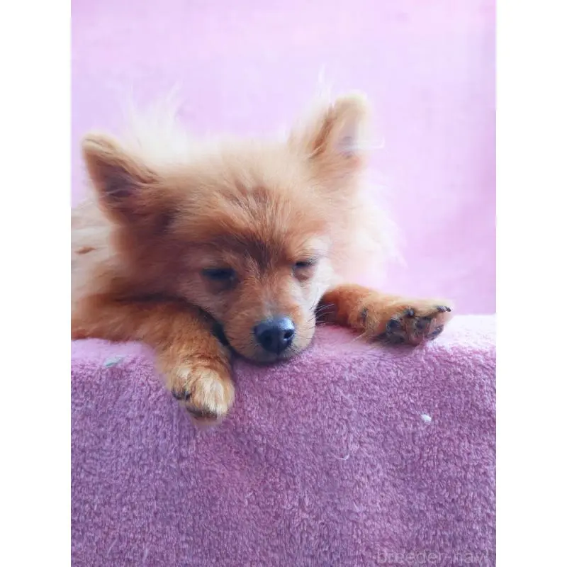 販売中の神奈川県のポメラニアン-453769の3枚目