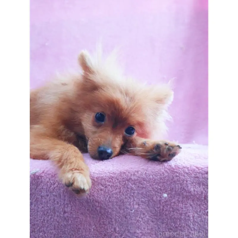 販売中の神奈川県のポメラニアン-453769の2枚目