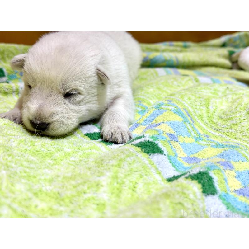 販売中の愛知県のホワイトスイスシェパードドッグ-453768の4枚目