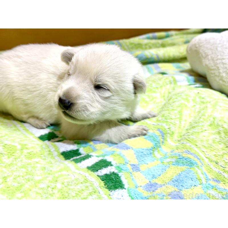 販売中の愛知県のホワイトスイスシェパードドッグ-453768の2枚目