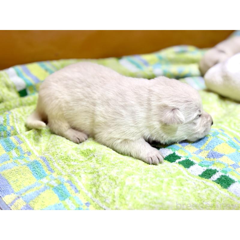 販売中の愛知県のホワイトスイスシェパードドッグ-453770の3枚目