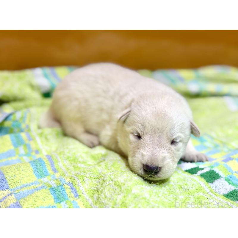 販売中の愛知県のホワイトスイスシェパードドッグ-453770の2枚目