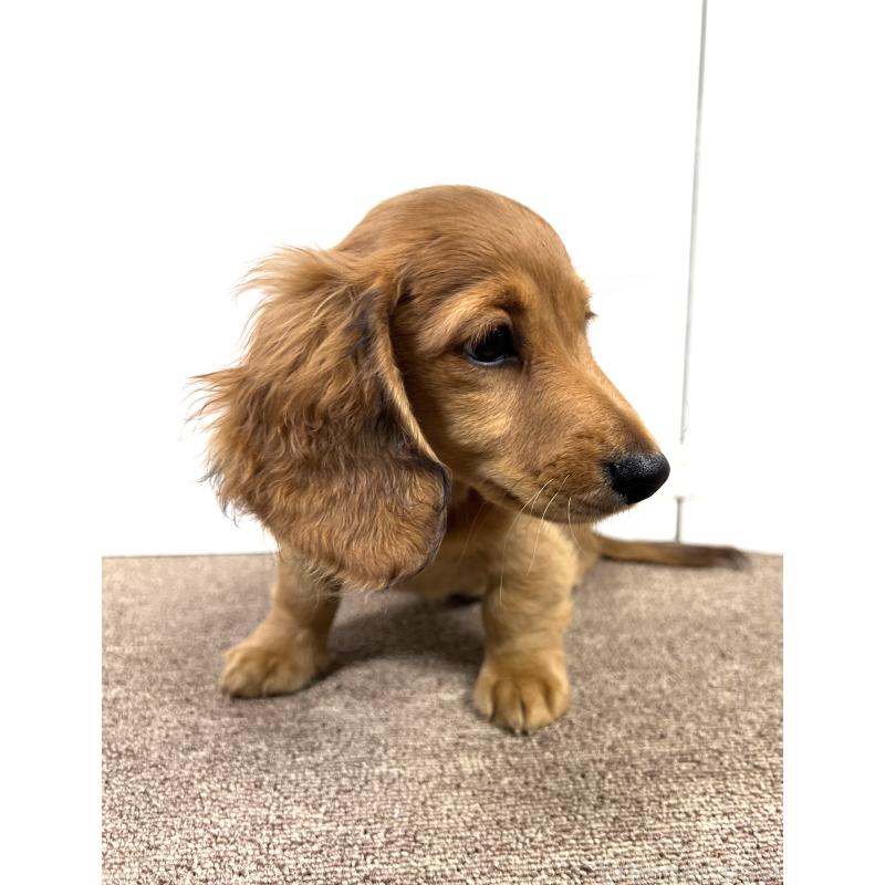 販売中の埼玉県のミニチュアダックスフンド(ロングヘアード)-444755の17枚目