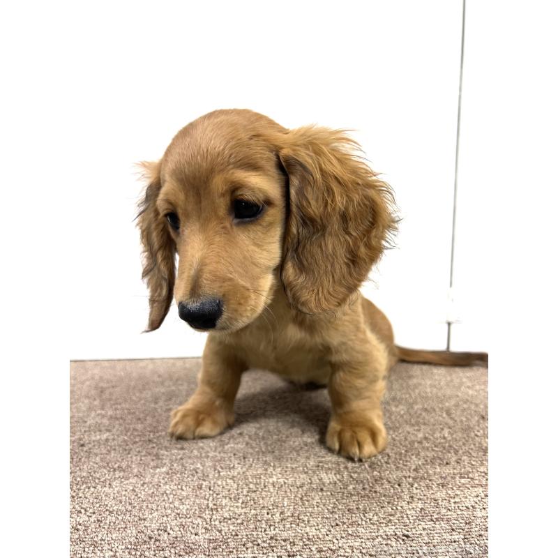 販売中の埼玉県のミニチュアダックスフンド(ロングヘアード)-444755の16枚目