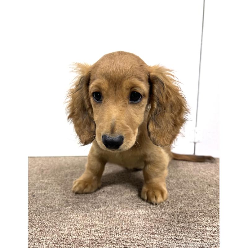 販売中の埼玉県のミニチュアダックスフンド(ロングヘアード)-444755の15枚目