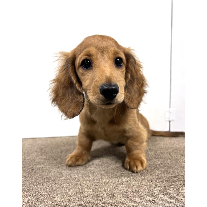 販売中の埼玉県のミニチュアダックスフンド(ロングヘアード)-444755の14枚目