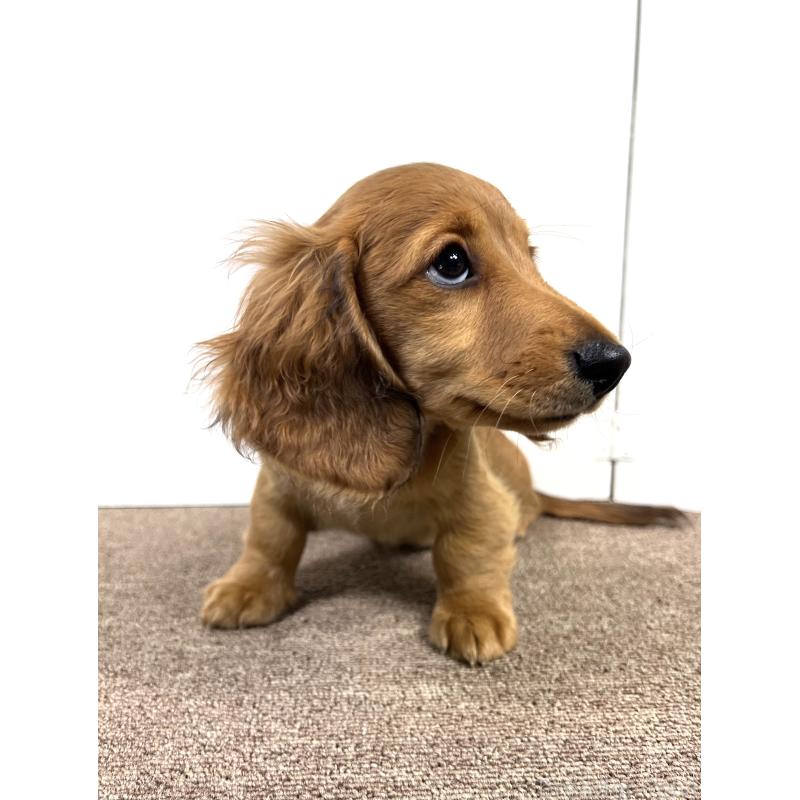 販売中の埼玉県のミニチュアダックスフンド(ロングヘアード)-444755の13枚目