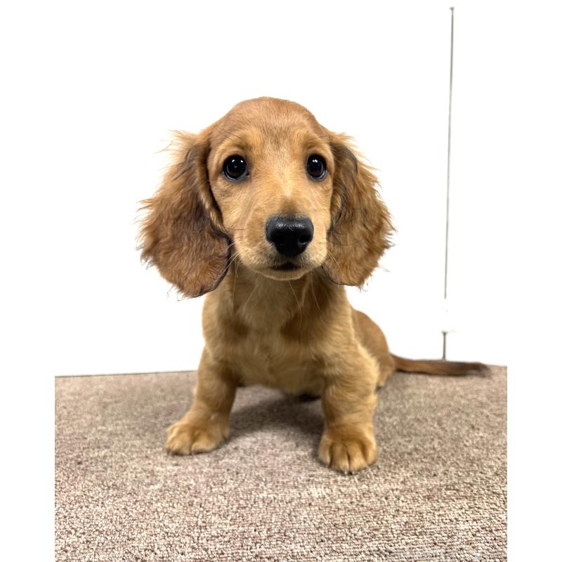 販売中の埼玉県のミニチュアダックスフンド(ロングヘアード)-444755の12枚目