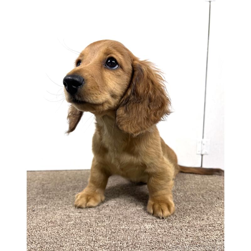 販売中の埼玉県のミニチュアダックスフンド(ロングヘアード)-444755の11枚目