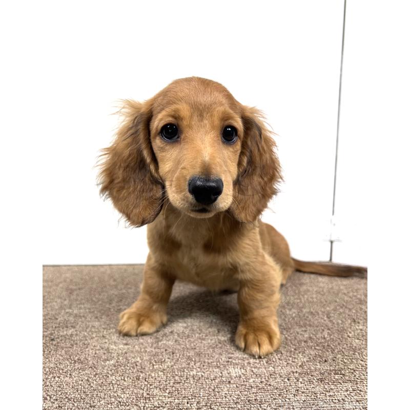 販売中の埼玉県のミニチュアダックスフンド(ロングヘアード)-444755の10枚目