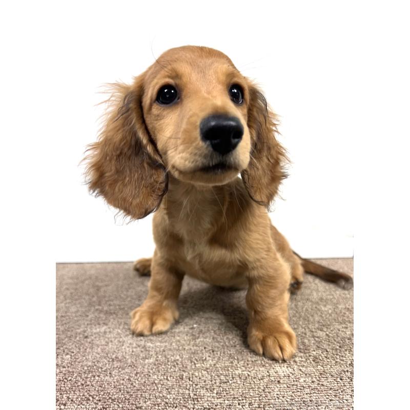 販売中の埼玉県のミニチュアダックスフンド(ロングヘアード)-444755の9枚目