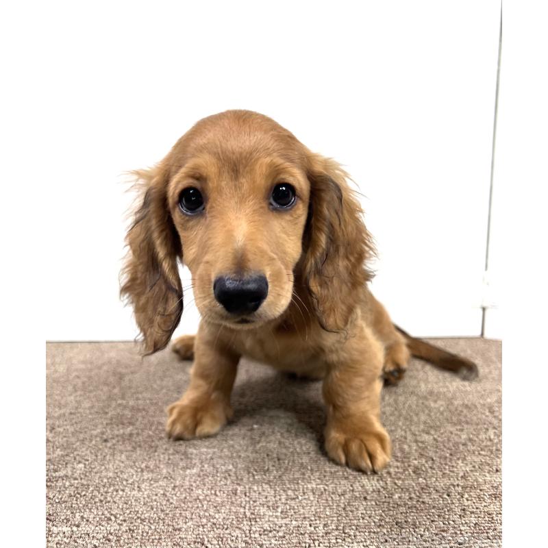 販売中の埼玉県のミニチュアダックスフンド(ロングヘアード)-444755の8枚目