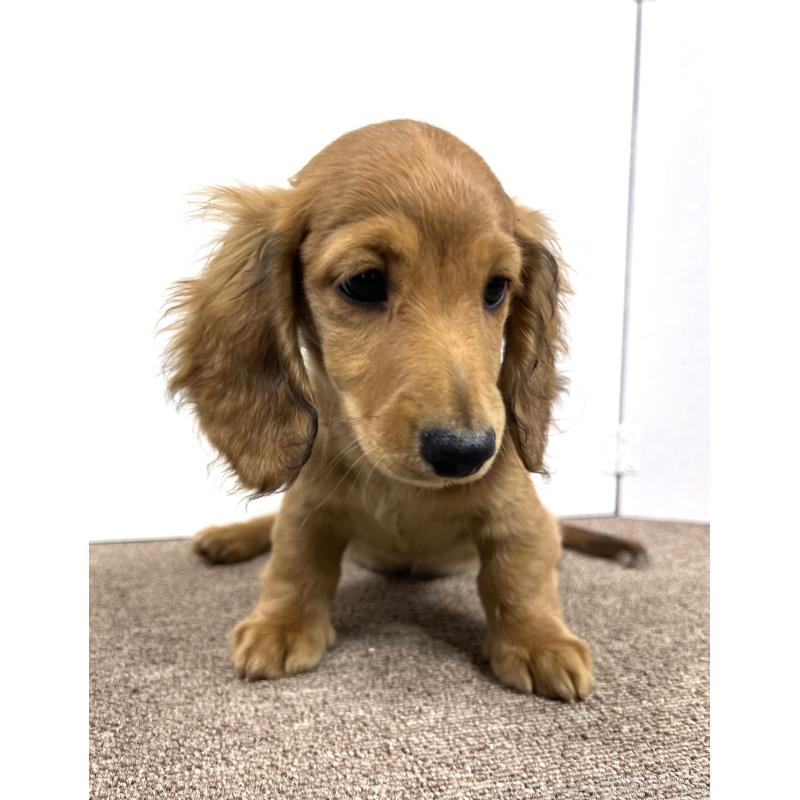 販売中の埼玉県のミニチュアダックスフンド(ロングヘアード)-444755の7枚目