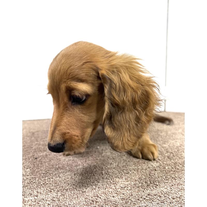 販売中の埼玉県のミニチュアダックスフンド(ロングヘアード)-444755の5枚目