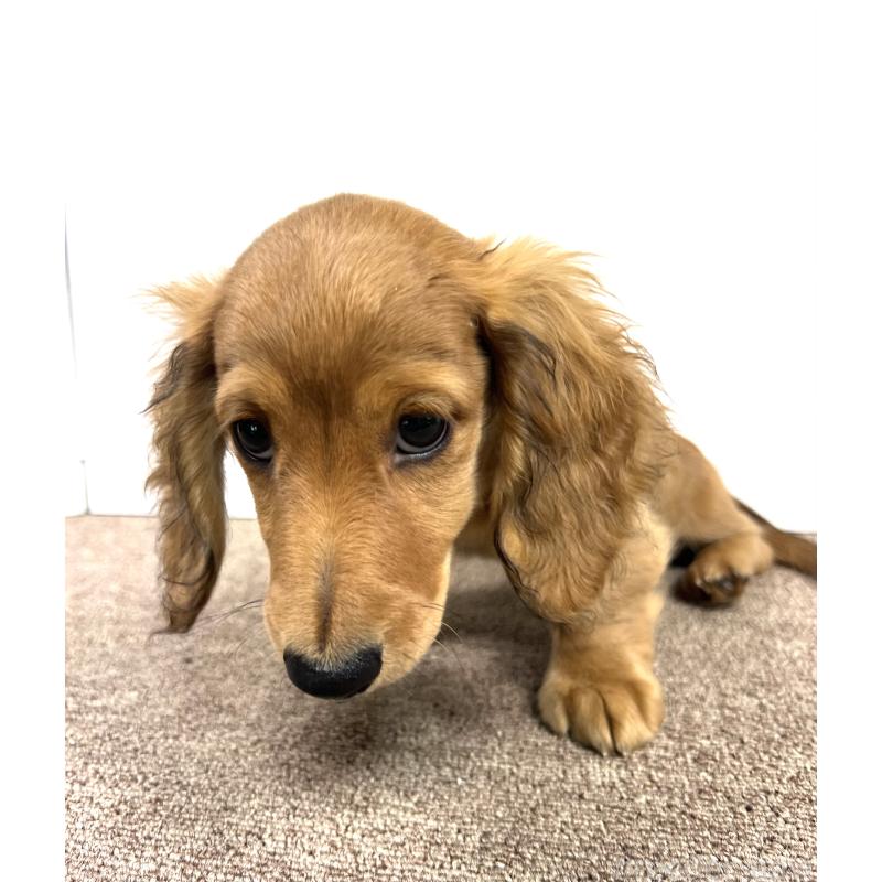 販売中の埼玉県のミニチュアダックスフンド(ロングヘアード)-444755の4枚目