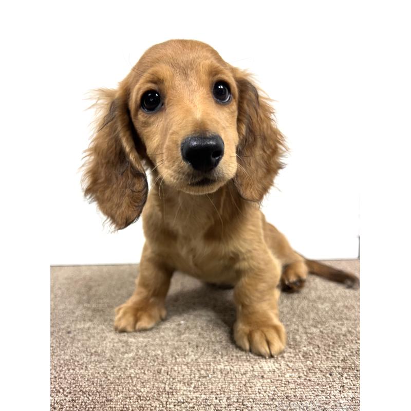 販売中の埼玉県のミニチュアダックスフンド(ロングヘアード)-444755の3枚目