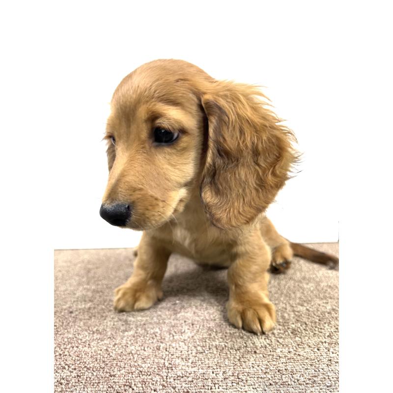 販売中の埼玉県のミニチュアダックスフンド(ロングヘアード)-444755の2枚目