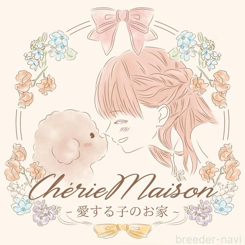 販売中の大阪府のティーカッププードル-450232の9枚目