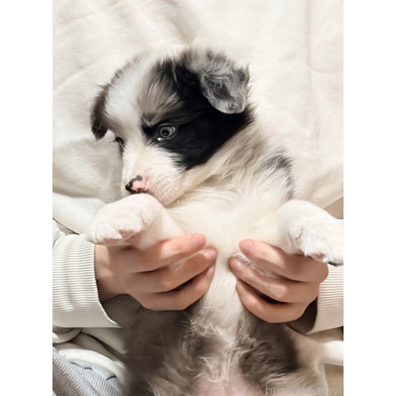 販売中の埼玉県のボーダーコリー-453955の9枚目