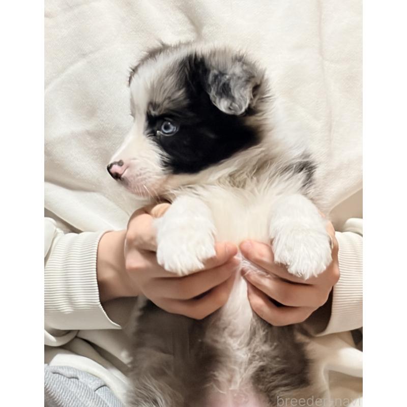 販売中の埼玉県のボーダーコリー-453955の8枚目