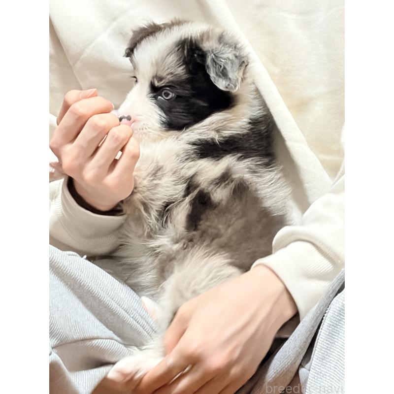 販売中の埼玉県のボーダーコリー-453955の7枚目