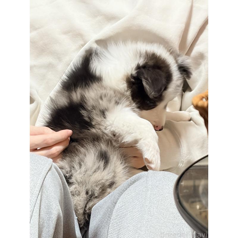 販売中の埼玉県のボーダーコリー-453955の6枚目