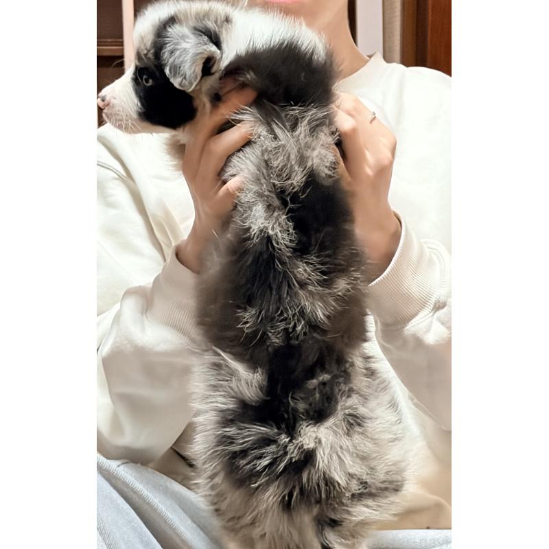 販売中の埼玉県のボーダーコリー-453955の4枚目