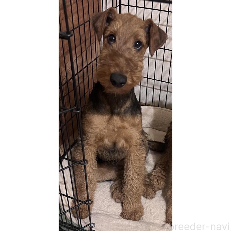 販売中の埼玉県のエアデールテリア-427153