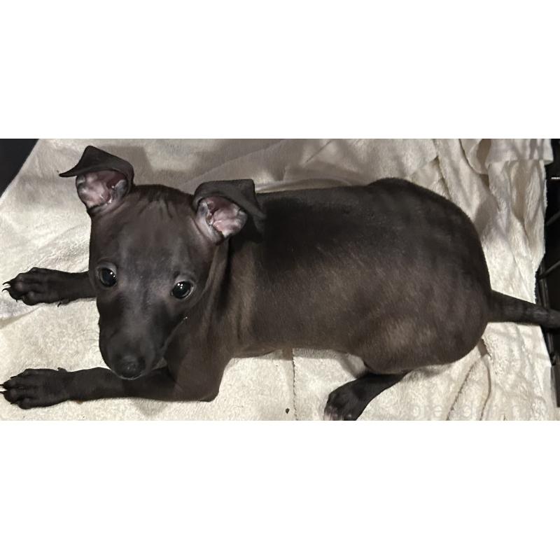 販売中の栃木県のイタリアングレーハウンド(イタグレ)-445244の9枚目