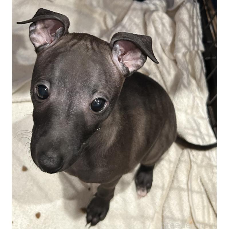 販売中の栃木県のイタリアングレーハウンド(イタグレ)-445244の8枚目