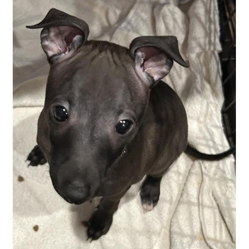 販売中の栃木県のイタリアングレーハウンド(イタグレ)-445244の7枚目