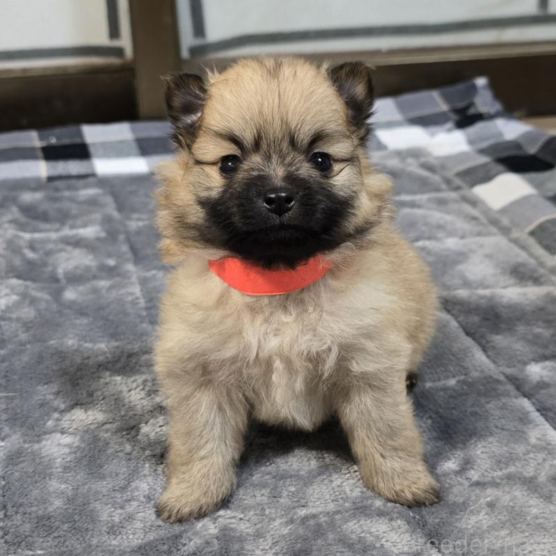 販売中の岡山県のポメラニアン-453081