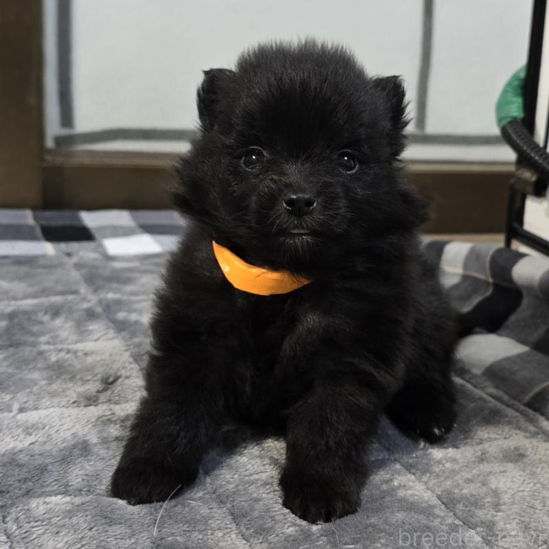 販売中の岡山県のポメラニアン-453082