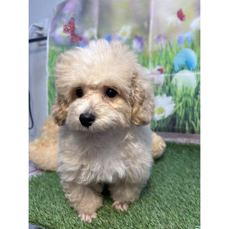 販売中の神奈川県のミックス犬-453956の4枚目