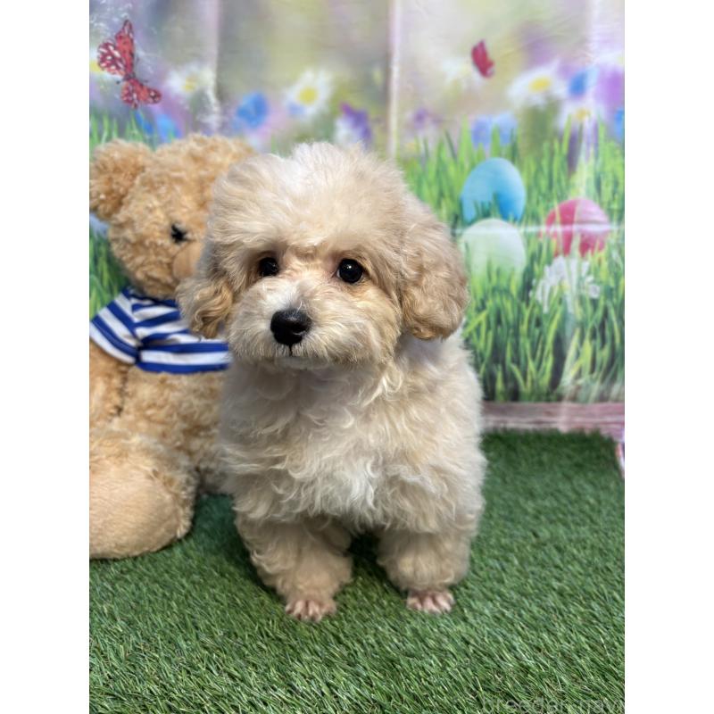 販売中の神奈川県のミックス犬-453956の3枚目