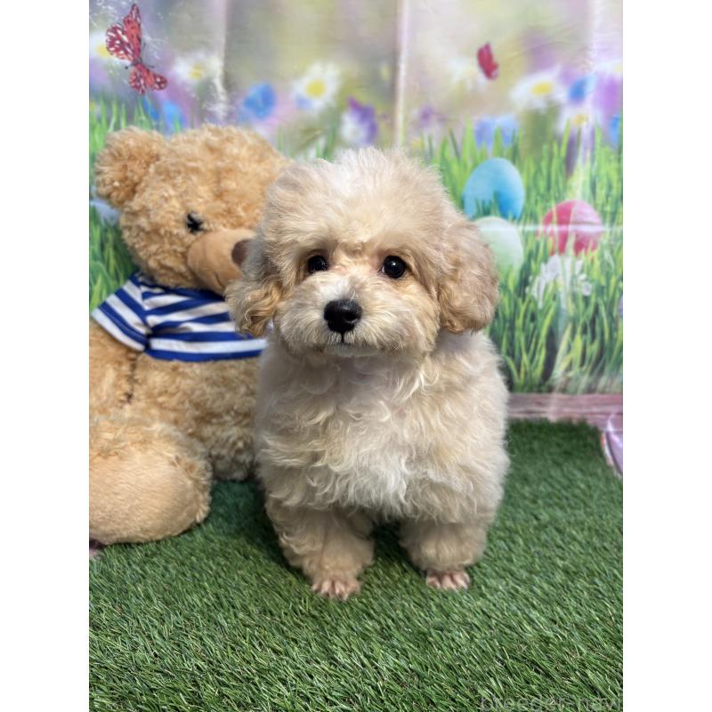 販売中の神奈川県のミックス犬-453956の2枚目