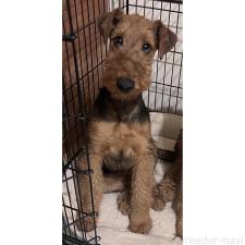 ♀︎エアデールテリア