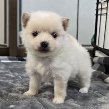 ♀︎ポメラニアン