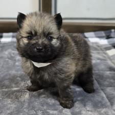 ♀︎ポメラニアン