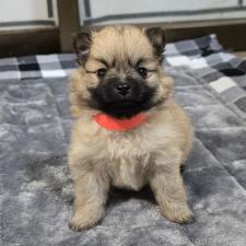 ♀︎ポメラニアン