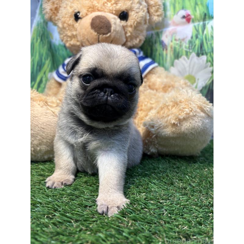 販売中の神奈川県のパグ-453958の4枚目