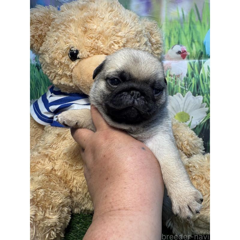 販売中の神奈川県のパグ-453958の3枚目