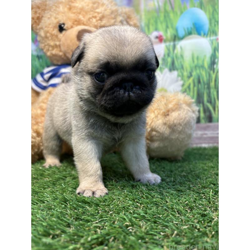 販売中の神奈川県のパグ-453958の2枚目