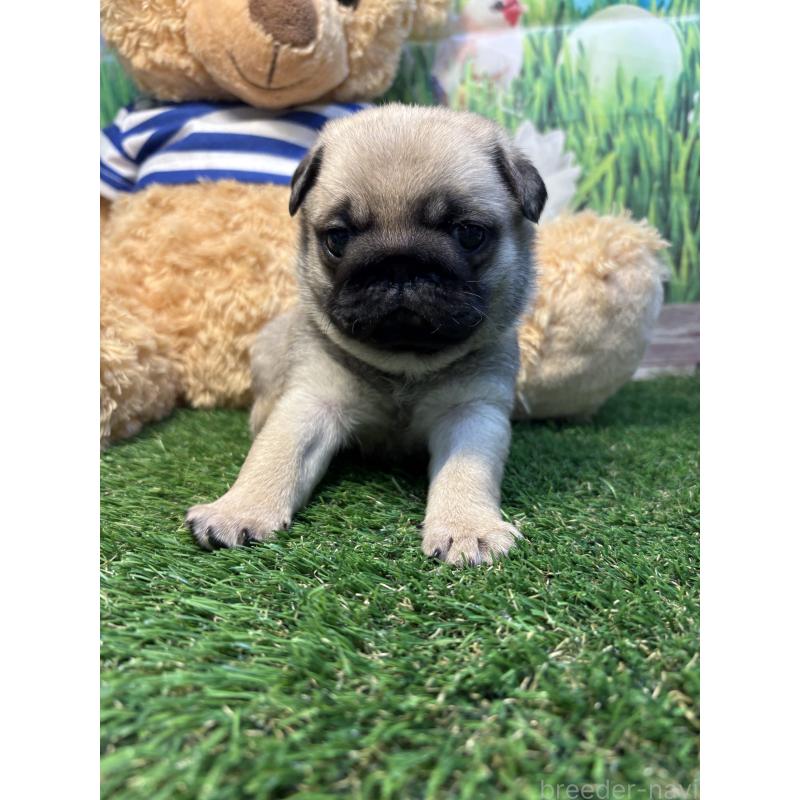 販売中の神奈川県のパグ-453959の4枚目